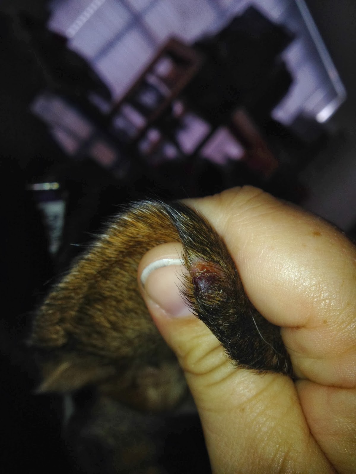 Life With Beagle Lumps and bumps on your dog Is a needle biopsy worth it?